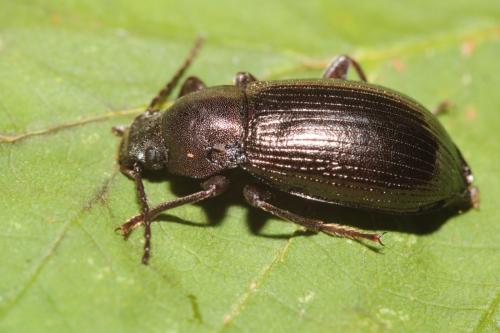 Réf. 326 231 : Stenomax aeneus
